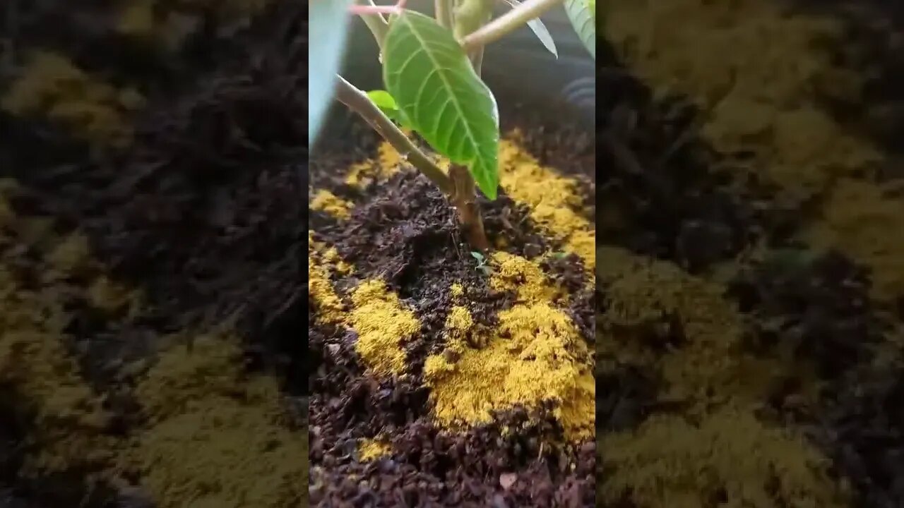 Repelente Caseiro Para Formigas nas plantas USE SURPREENDA COM ESSE ( PÓ)#SHORTS