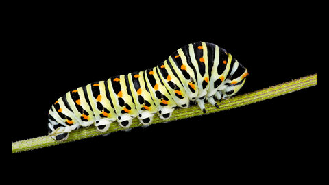 Caterpillar