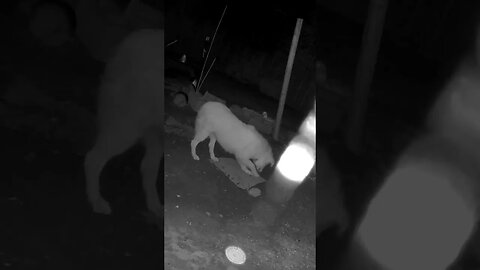 Farm cam monitoring