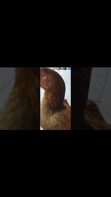 Meus Olhos são azuis!!!