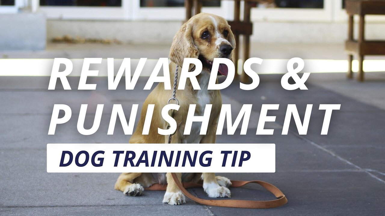 Dog Training Tip: Rewards & Punishments