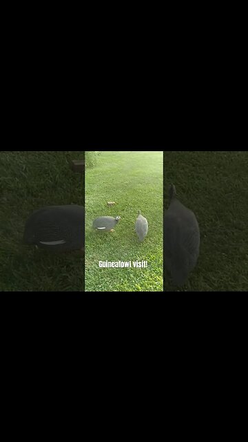Scot Shorts #27 // Guineafowl Visit
