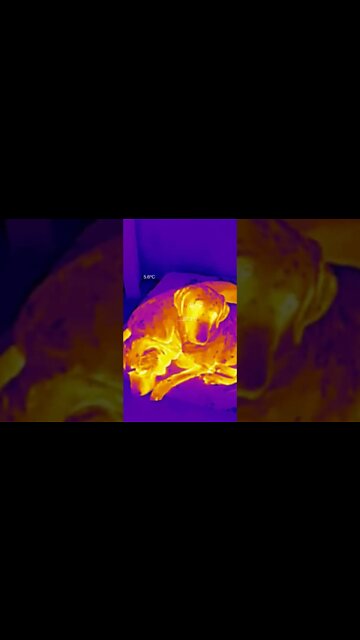 Thermal Dog Cam, You're Welcome #cutedog #cuteanimals #thermalimaging