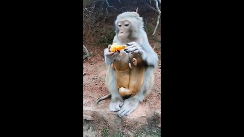 Monkey mom protecting her kids while eating!