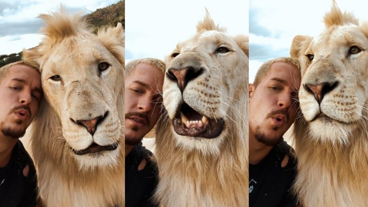 WOULD YOU ROAR WITH A LION?