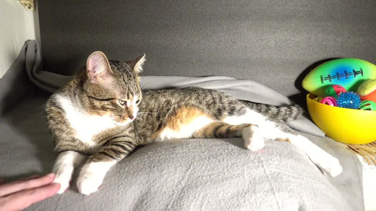 Cat Sleeps on a Gray Blanket