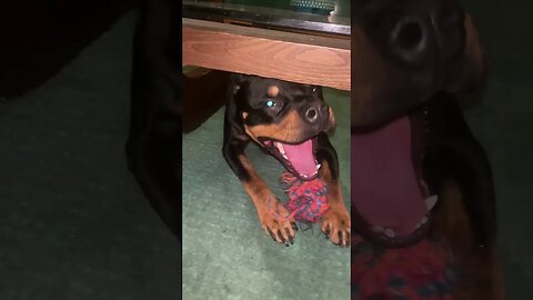 Cute Funny Rottweiler! 🐶 #shorts #short #viral #youtube #like