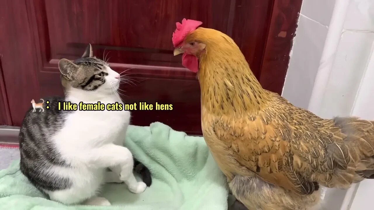 Hens are Baf