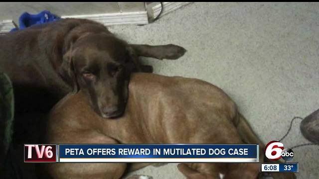 PETA offers reward for arrest of person who ripped three paws off Anderson family dog