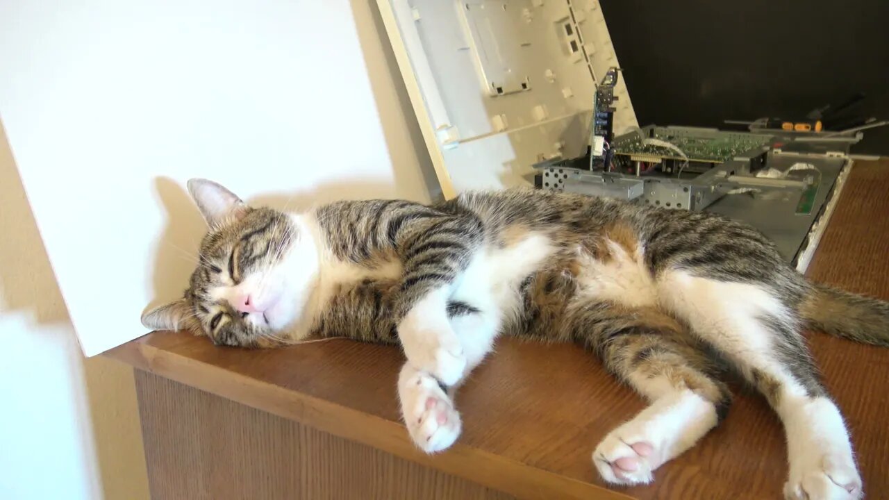This Cat Loves Technology