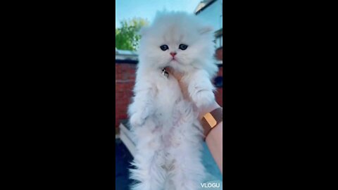 Cute Cat and dog Funny moment