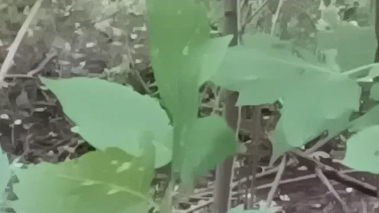 enjoying some of the wildlife in the city