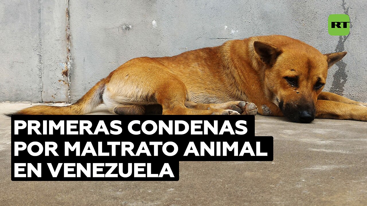 Primeras condenas por maltrato animal en Venezuela