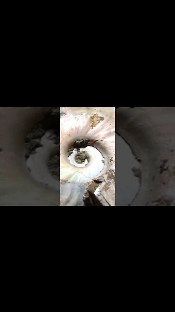 Discover The Amazing Ammonite for Good Luck, Wealth, Abundance, and Wisdom