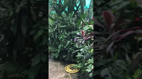 Butterfly Park in Malaysia #shortvideo #shortsyoutube