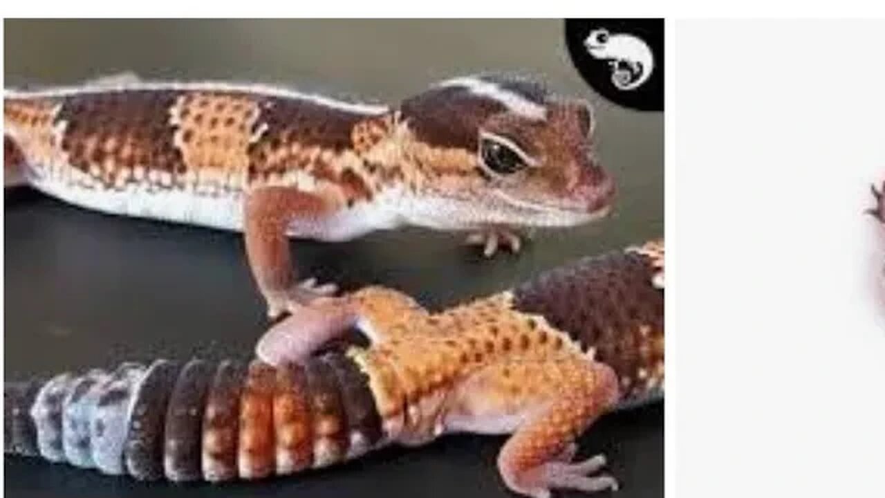 African Fat Tailed Gecko