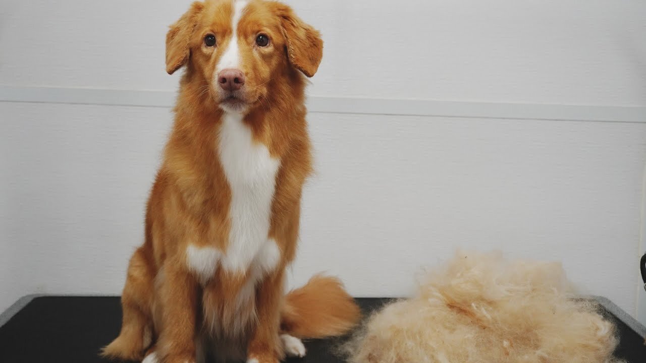 Senior Duck Tolling Retriever loves the blow dryer