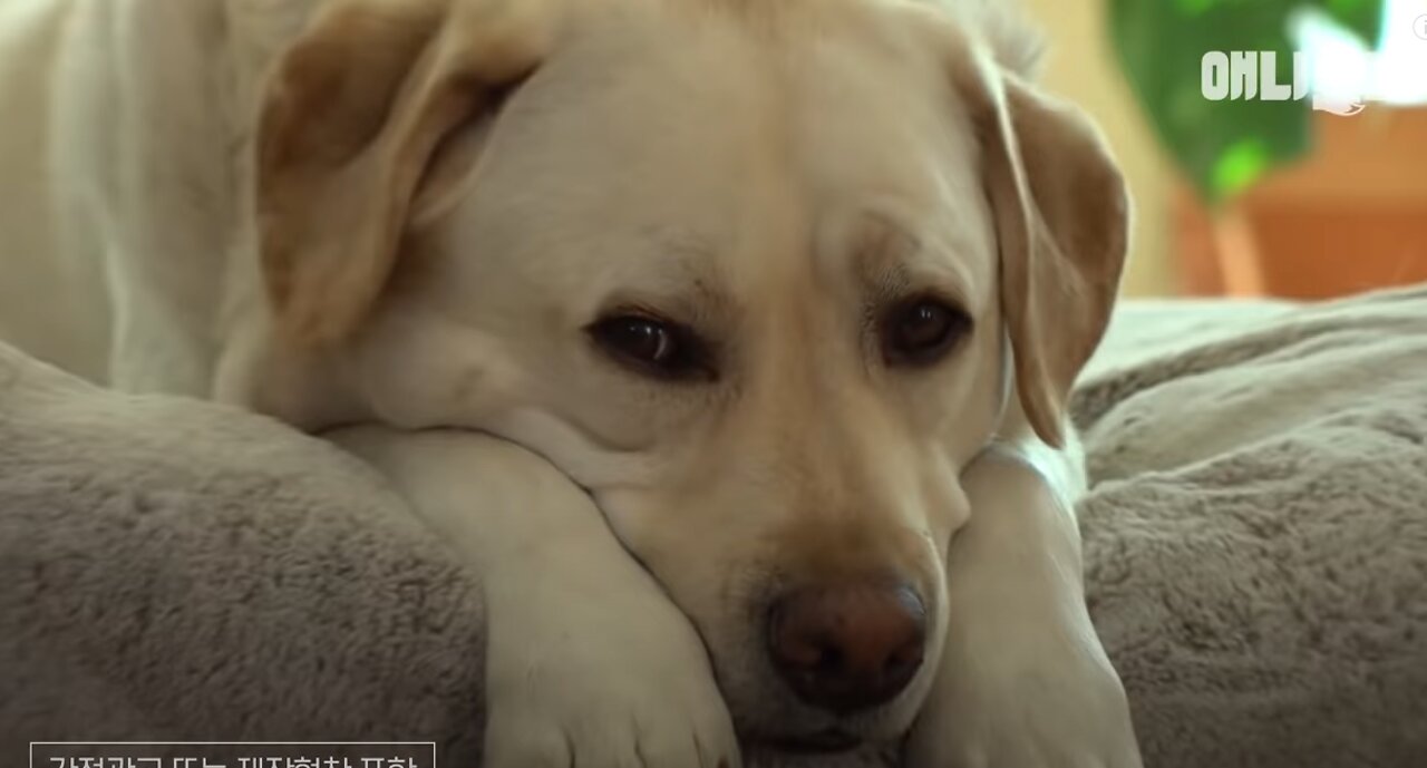 Retriever Started Diet In The End