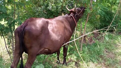 Our cow eating from tree 🐮😍