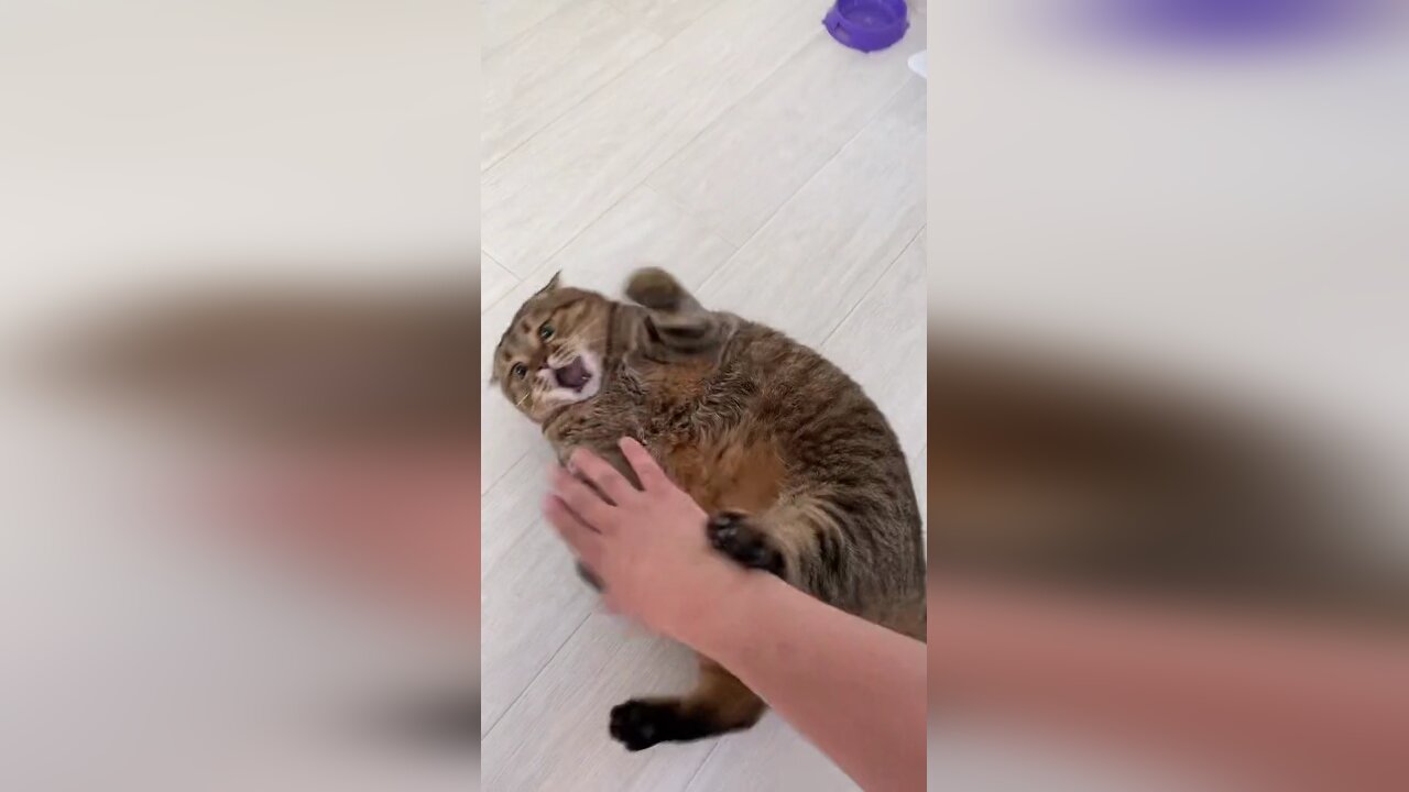The samurai cat skillfully repels the blows of its owner!