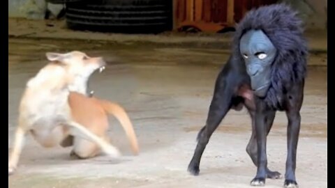 Dog funny video