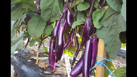 Growing Eggplants Without a Garden