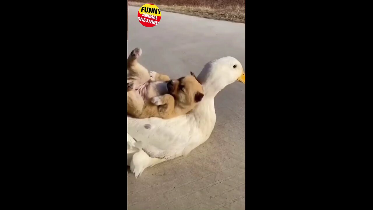 funny animal shot video 😂😂😂😂😂