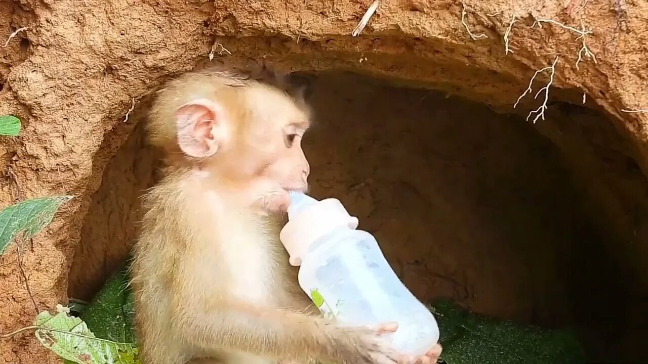 Poor kley monkey was so happy that I bought milk while it was raining heavily-4