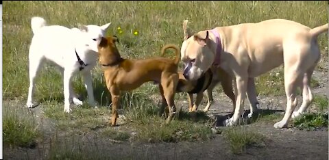 What does a dog meeting looks like.