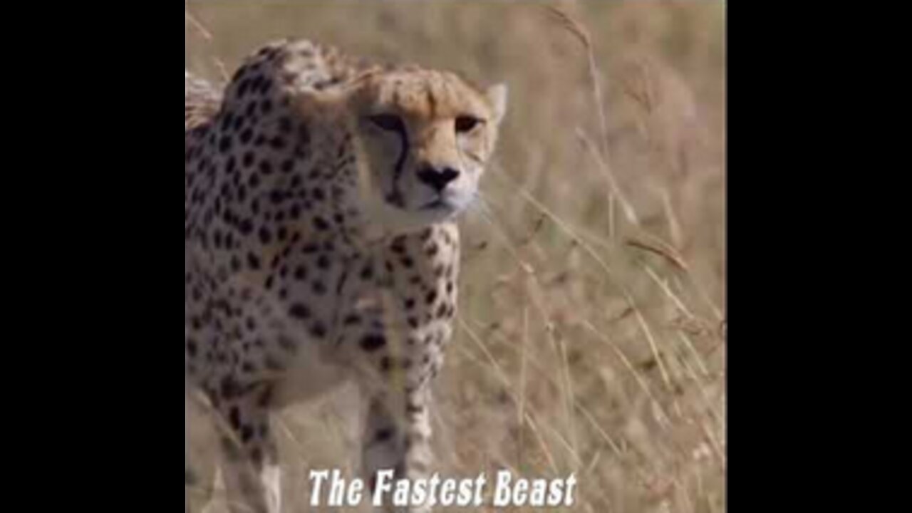 The Beast Status Cheetah Attitude #WildLifeThe Beast Status Cheetah Attitude #WildLife