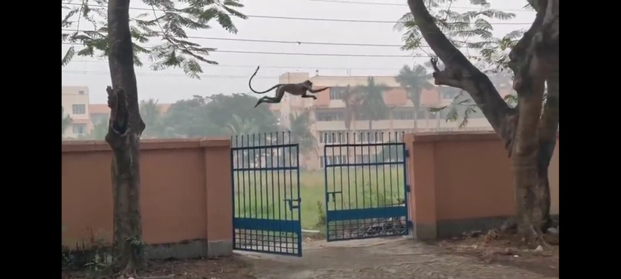 Baby Monkey Long Jump l
