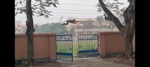 Baby Monkey Long Jump l
