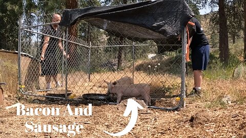 We're Moving Pigs In The Mobile Shelter