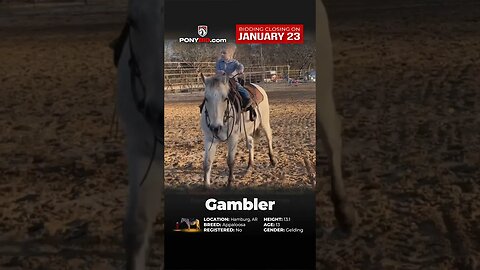 Check out GAMBLER! He's one cool pony! Offered on www.PonyBid.com through Monday, January 23rd!