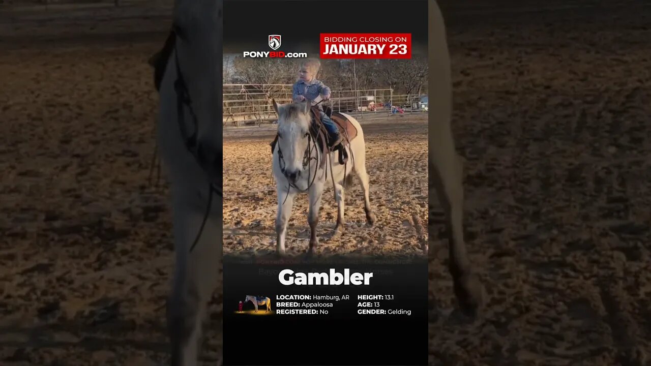 Check out GAMBLER! He's one cool pony! Offered on www.PonyBid.com through Monday, January 23rd!