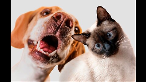 Funny dog's 🐕 and cat's 🐈