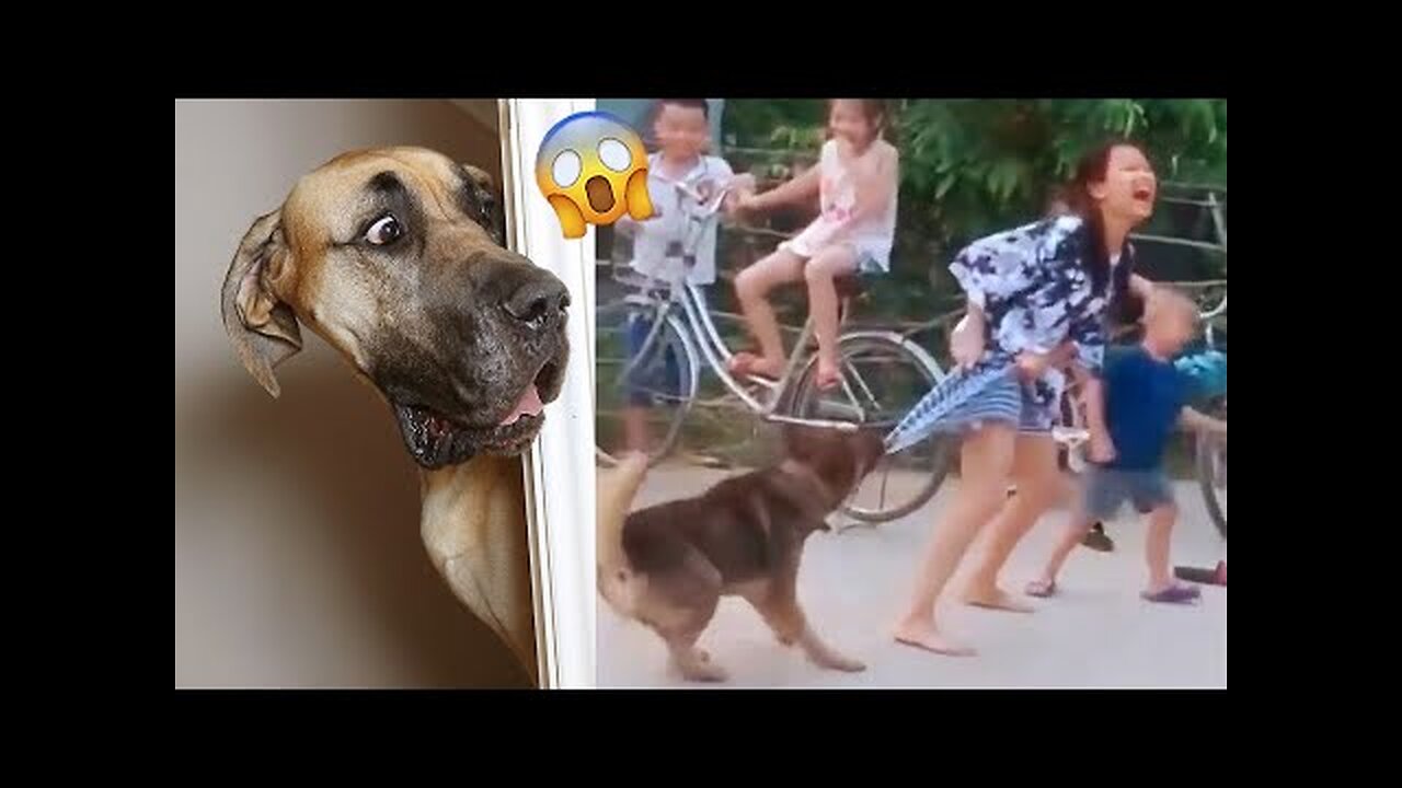 Funniest Videos 2022 😂 Funny Cats 🐱 and Dogs 🐶 Part 19