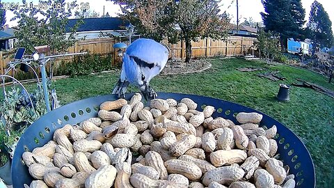 20241103 - Peanut Buffet