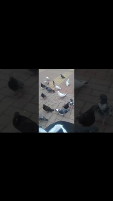 alimentando os pombos praca pt6 #shorts