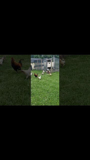 The Morning Routine #chickens #chickenshorts