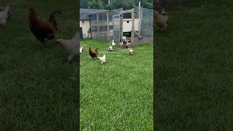 The Morning Routine #chickens #chickenshorts
