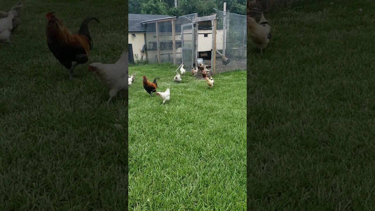 The Morning Routine #chickens #chickenshorts