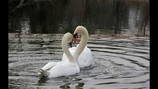 Deux cygnes se retrouvent et dansent