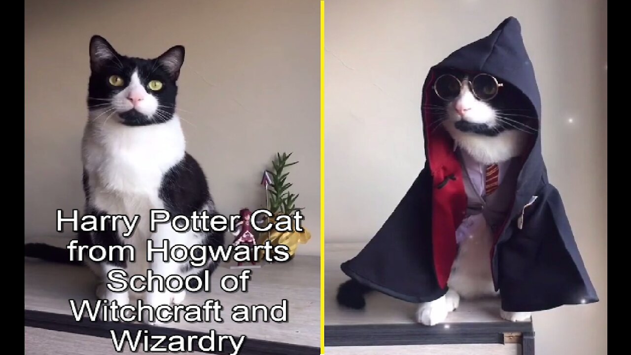 Harry Potter Cat from Hogwarts School of Witchcraft and Wizardry