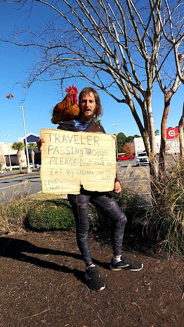 Rooster New York bound