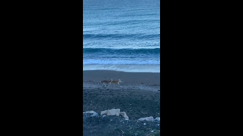 The Dogs are walking on the beach 😍