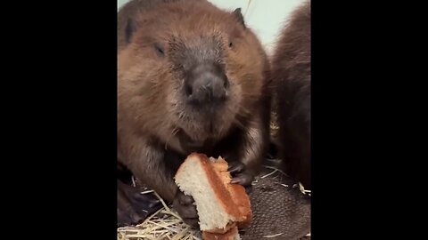 Beaver Chows Down On Peanut Butter Sandwich At Local Zoo