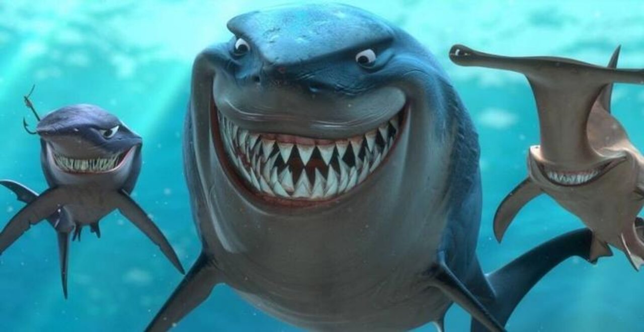 facing the shark
