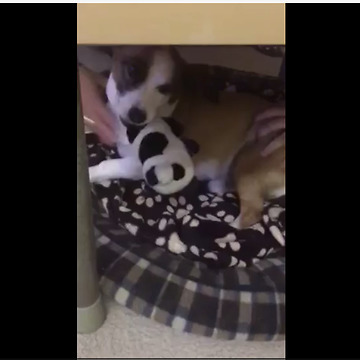 Growling Rescue Dog Refuses To Give Up Favorite Toy