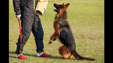 Guard Dog Training Step by Step!